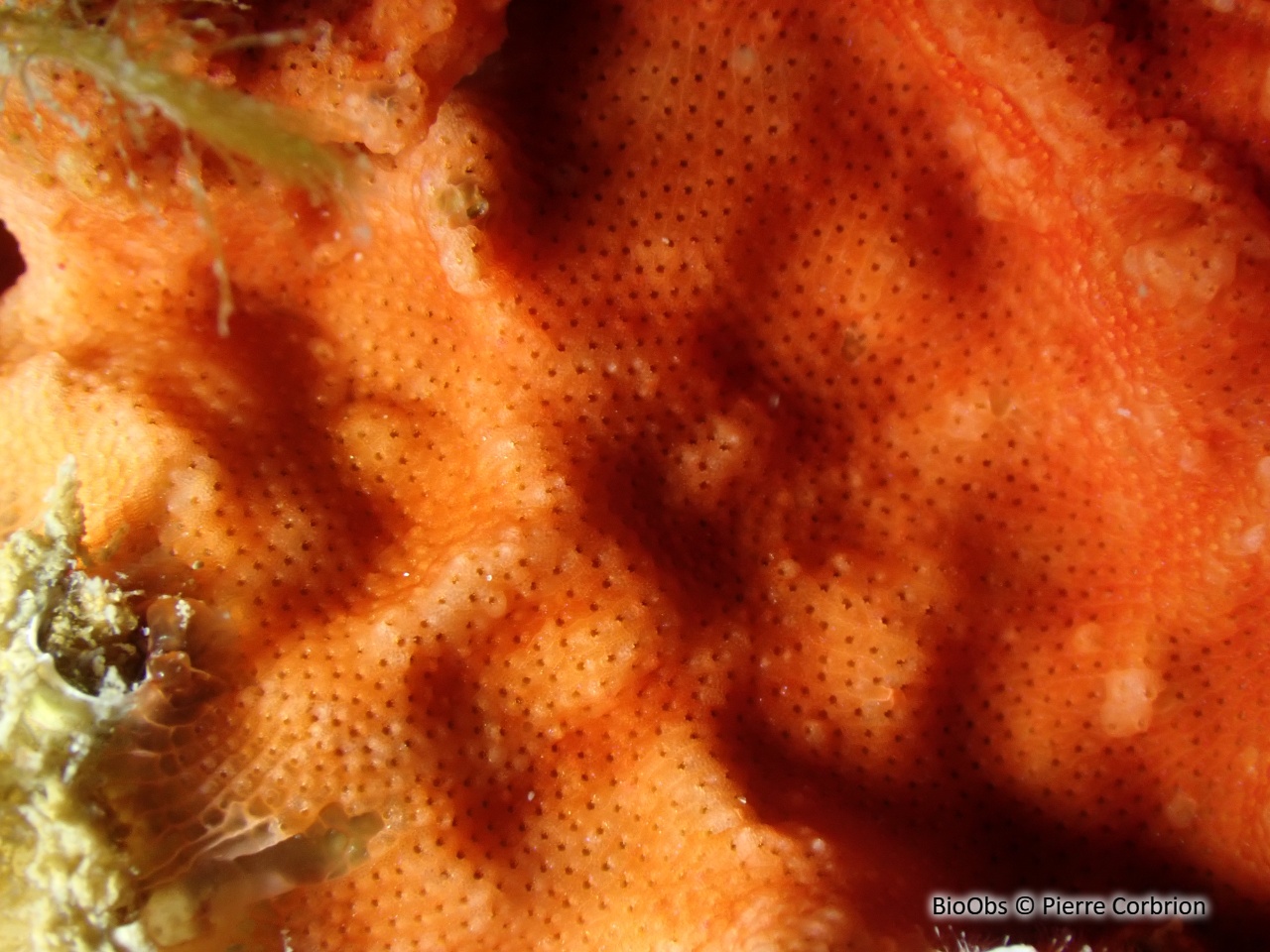 Grand schizomavelle rouge - Schizomavella sarniensis - Pierre Corbrion - BioObs