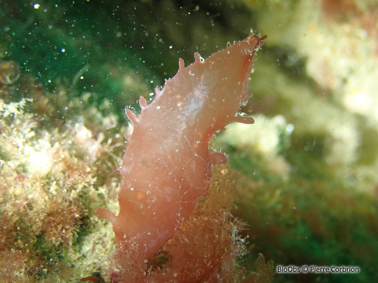 Algue ciliée - Calliblepharis ciliata - Pierre Corbrion - BioObs