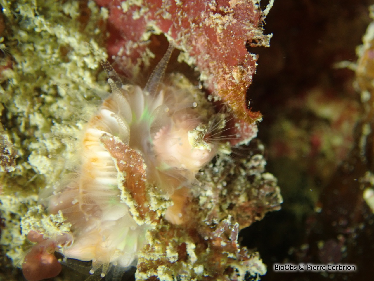 Balane du madrépore oeillet - Adna anglica - Pierre Corbrion - BioObs