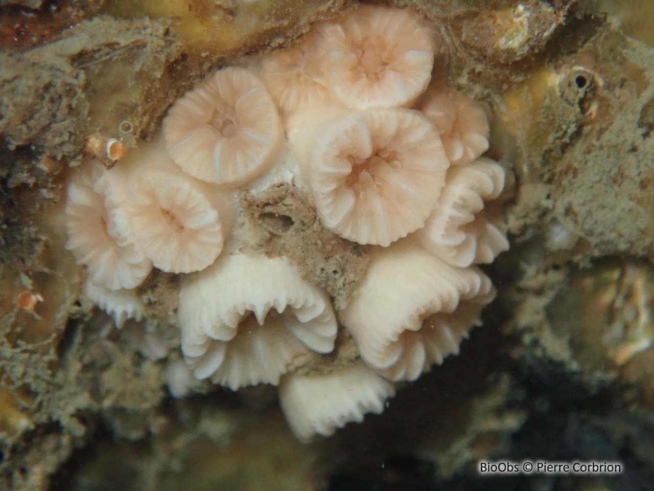 Corail nain - Hoplangia durotrix - Pierre Corbrion - BioObs