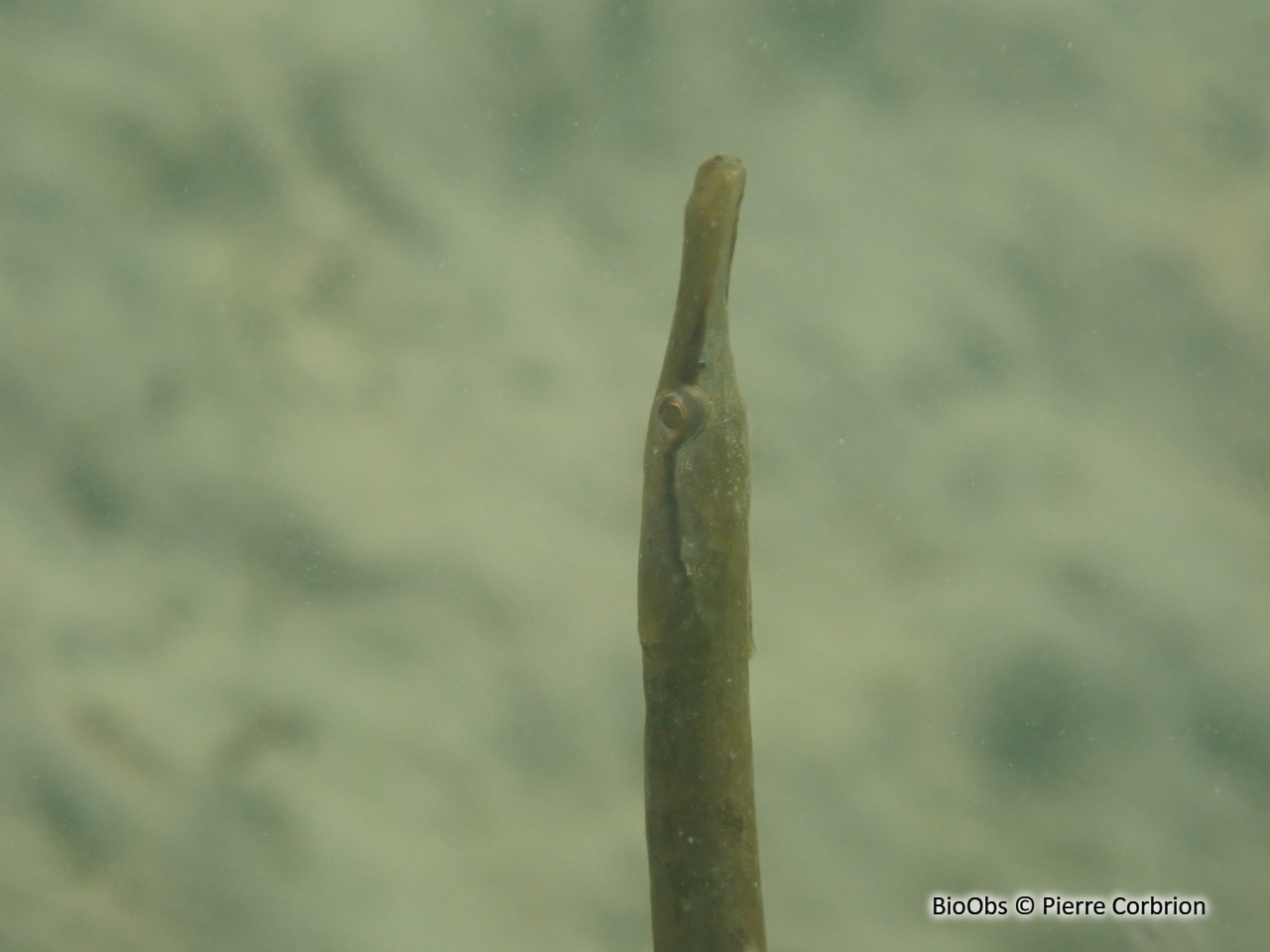 Entélure - Entelurus aequoreus - Pierre Corbrion - BioObs