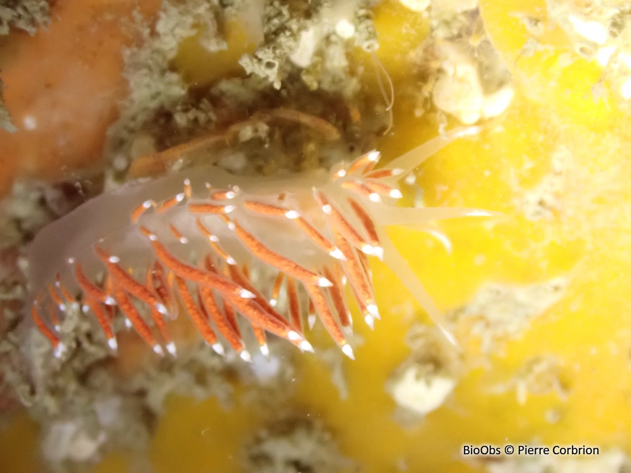 Coryphelle de brown - Coryphella browni - Pierre Corbrion - BioObs