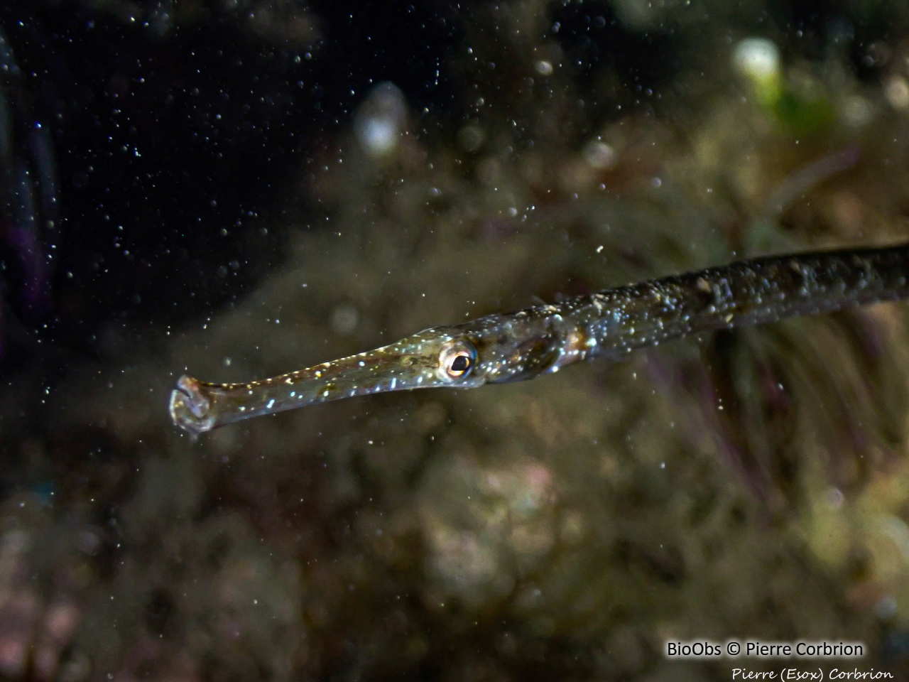 Syngnathe nageur de lagune - Syngnathus sp. - Pierre Corbrion - BioObs