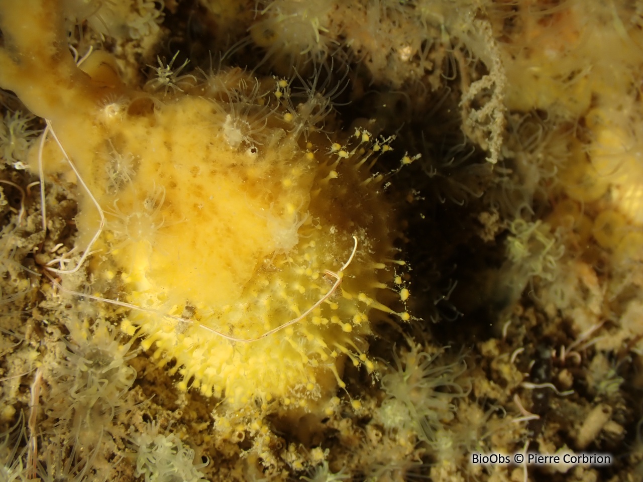 Orange de mer de Méditerranée - Tethya aurantium - Pierre Corbrion - BioObs