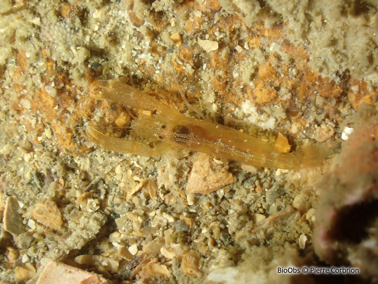 Crevette à capuchon - Athanas nitescens - Pierre Corbrion - BioObs