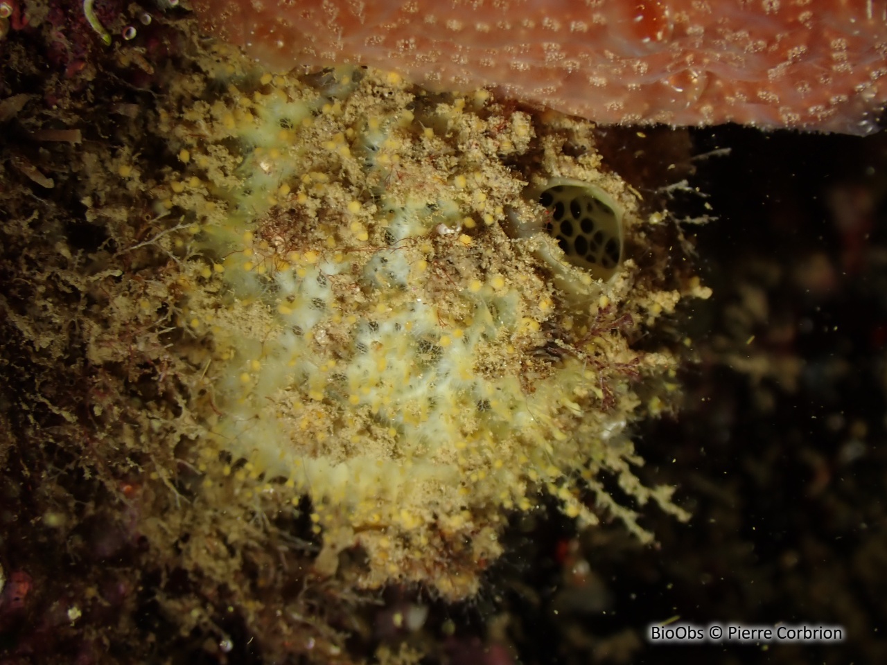 Orange de mer blanche de Méditerranée - Tethya meloni - Pierre Corbrion - BioObs
