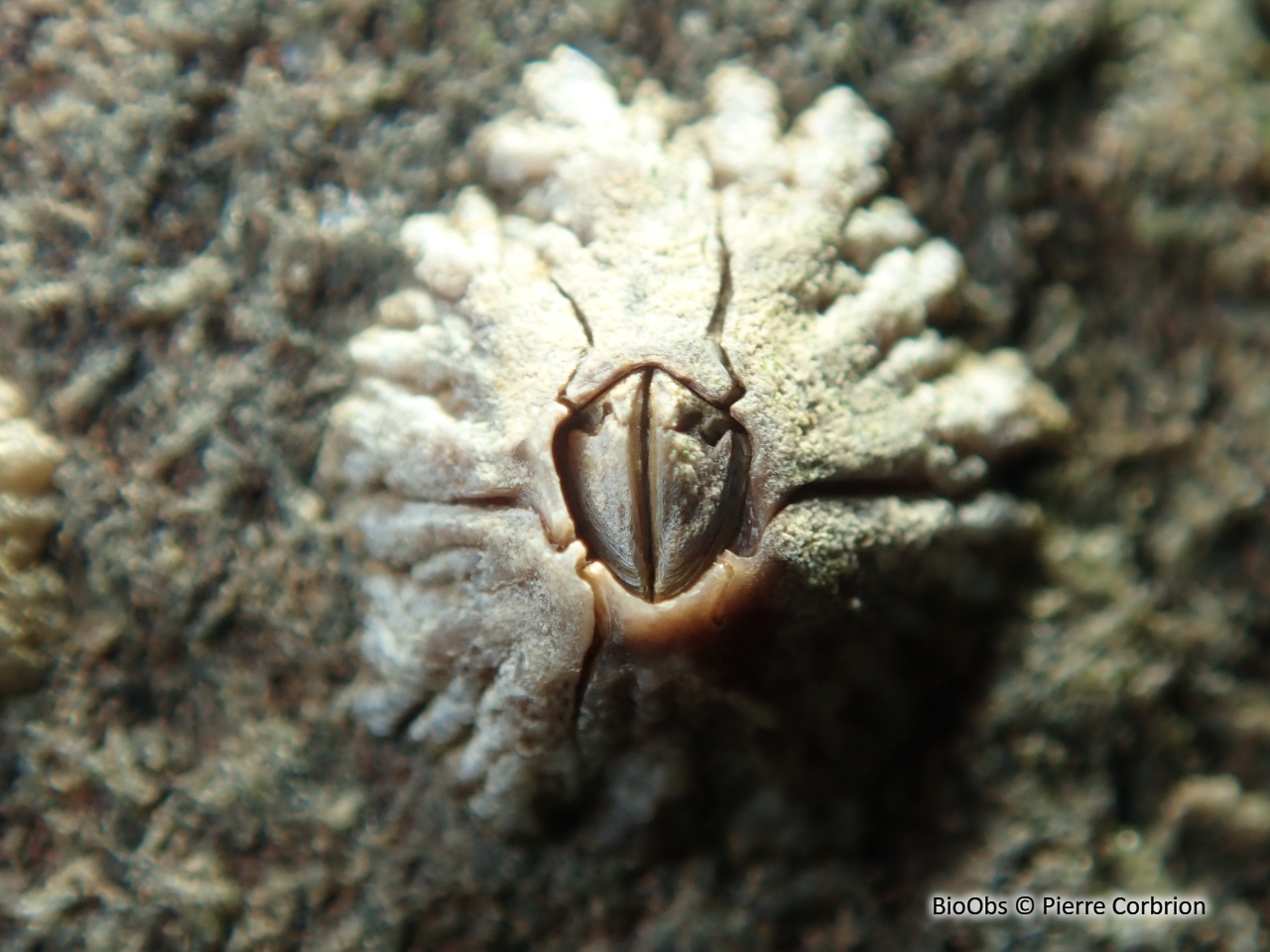 Chthamale cerf-volant - Chthamalus montagui - Pierre Corbrion - BioObs
