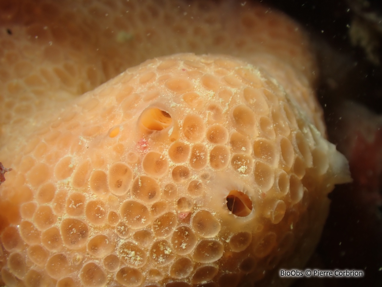 Eponge nid d'abeille - Phorbas fictitius - Pierre Corbrion - BioObs