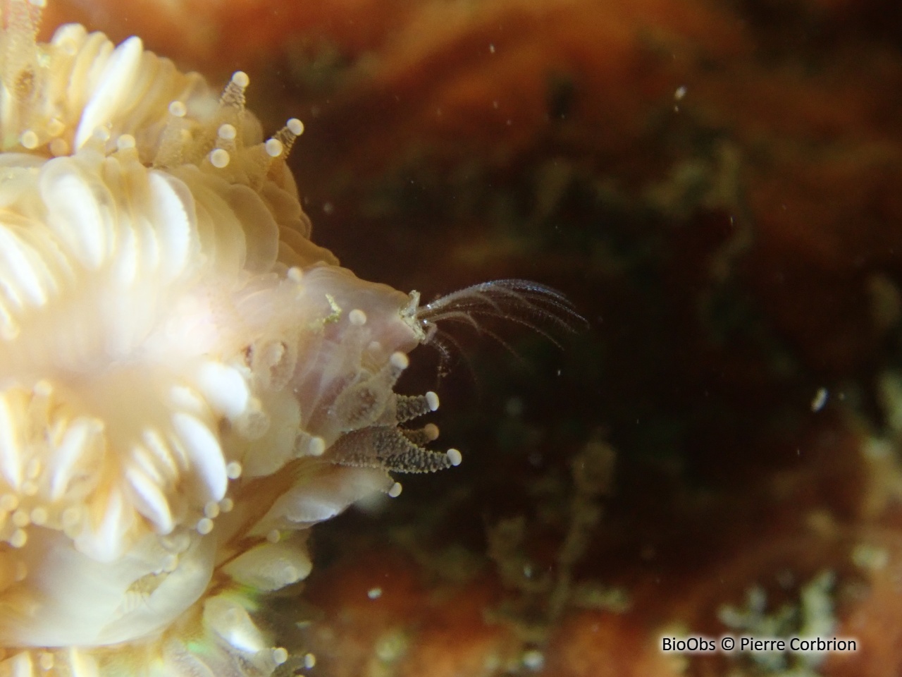 Balane du madrépore oeillet - Adna anglica - Pierre Corbrion - BioObs