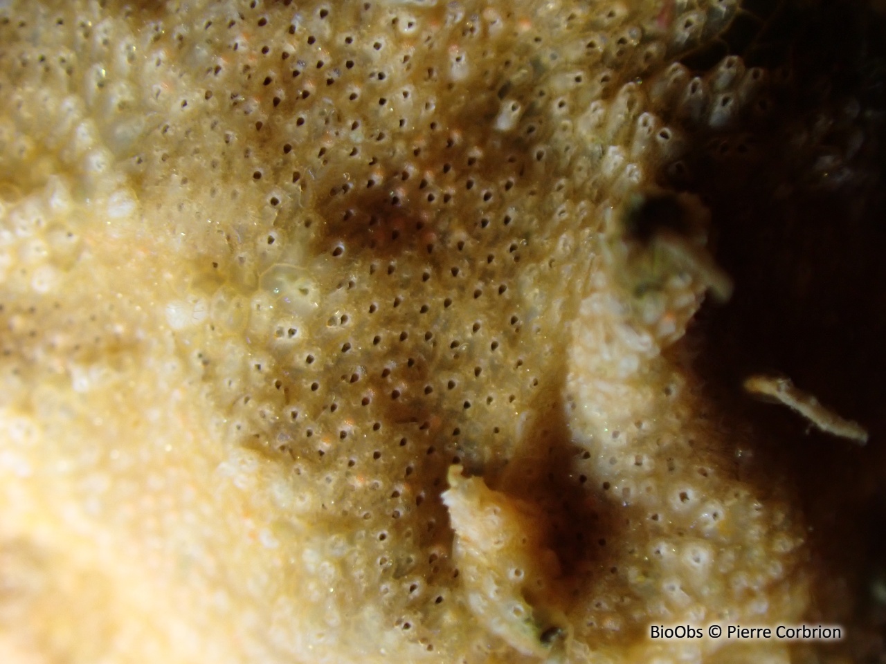 Bryozoaire berceau lapon - Figularia figularis - Pierre Corbrion - BioObs