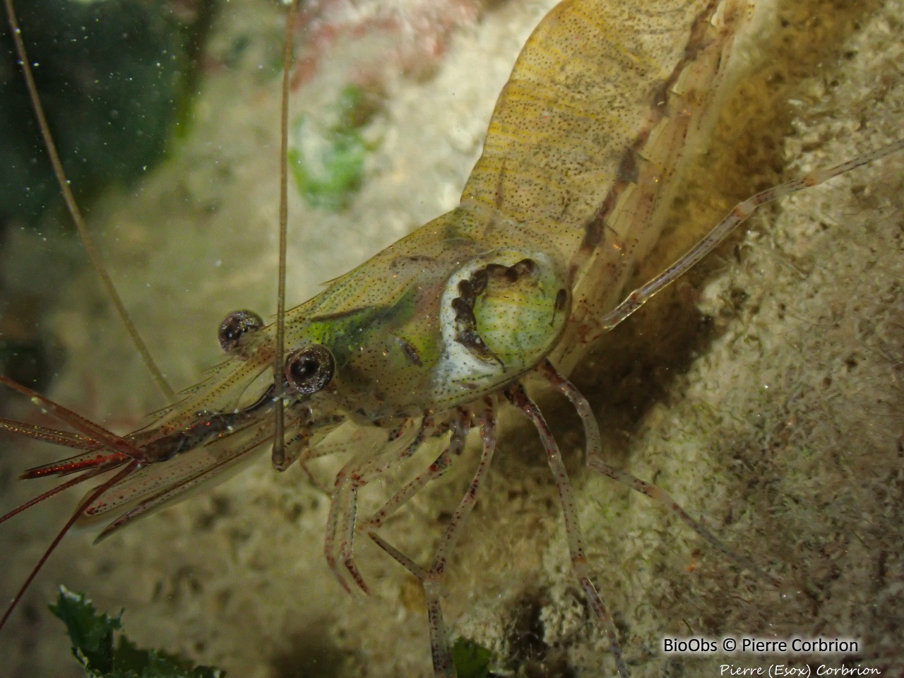 Bopyre des crevettes - Bopyrus squillarum - Pierre Corbrion - BioObs