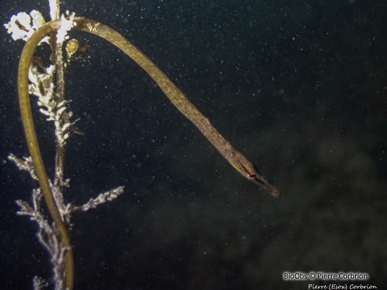 Entélure - Entelurus aequoreus - Pierre Corbrion - BioObs