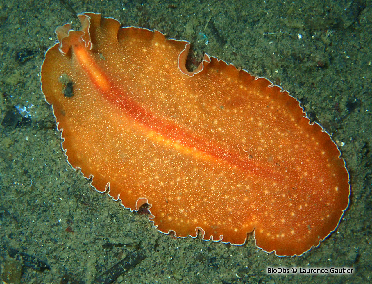 Ver plat orange - Yungia aurantiaca - Laurence Gautier - BioObs