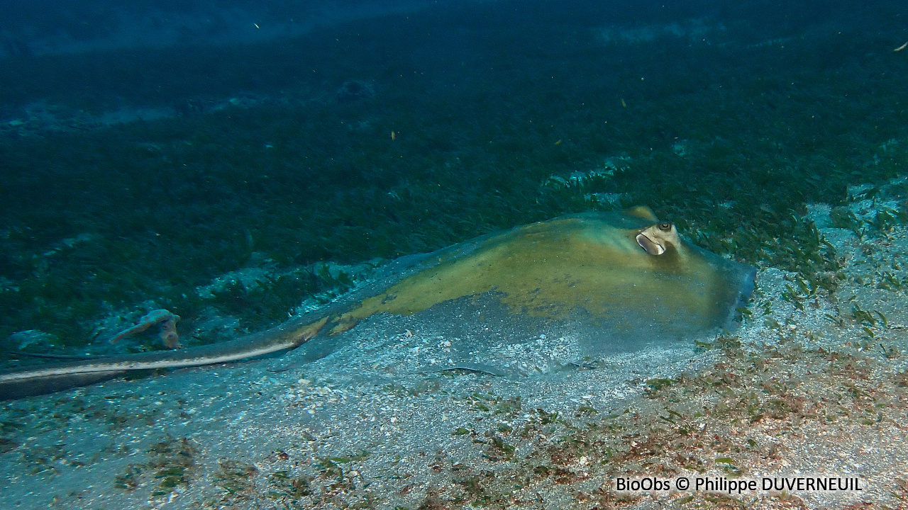 Pastenague américaine - Hypanus americanus - Philippe DUVERNEUIL - BioObs