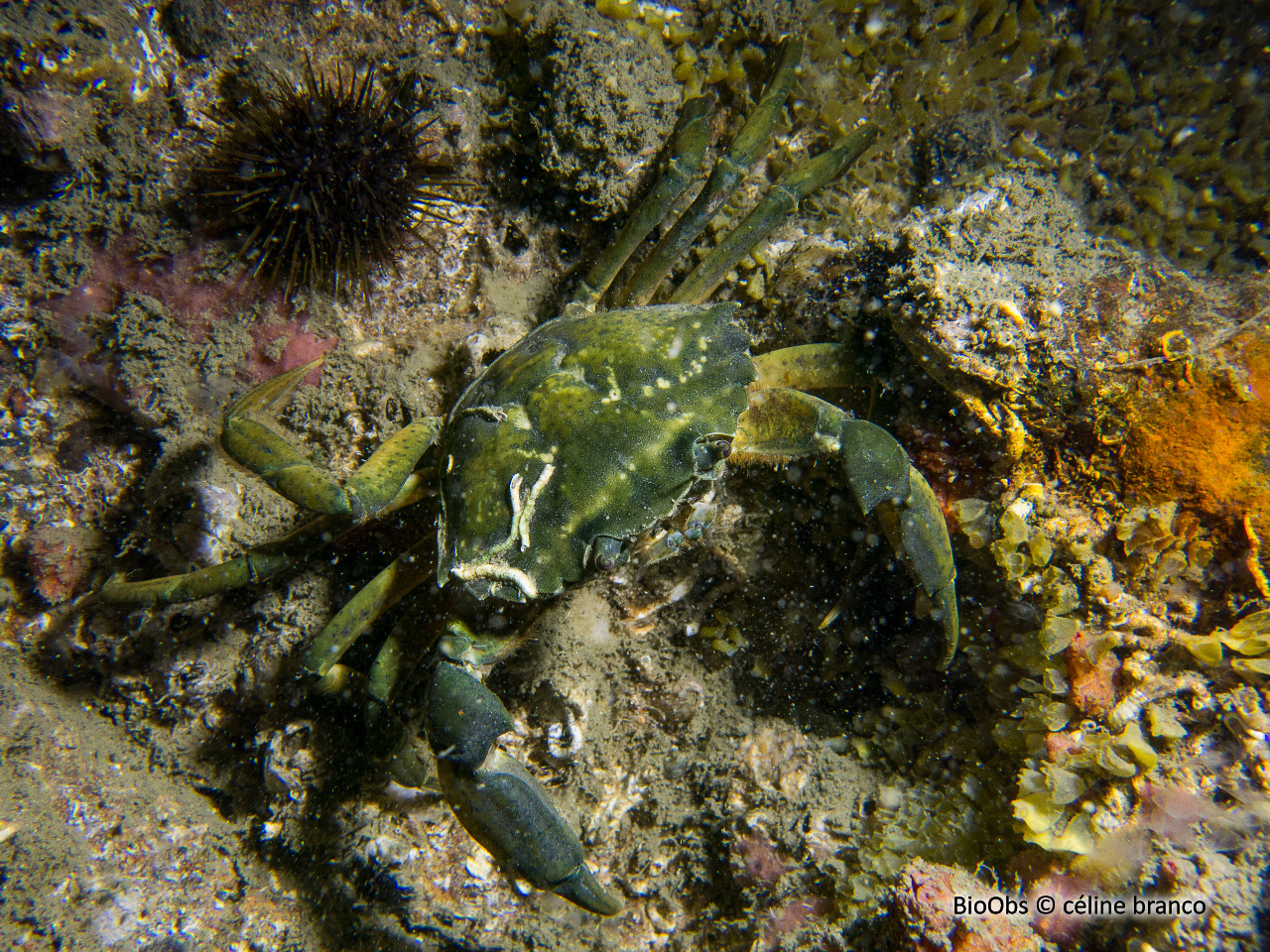 Crabe vert - Carcinus maenas - céline branco - BioObs