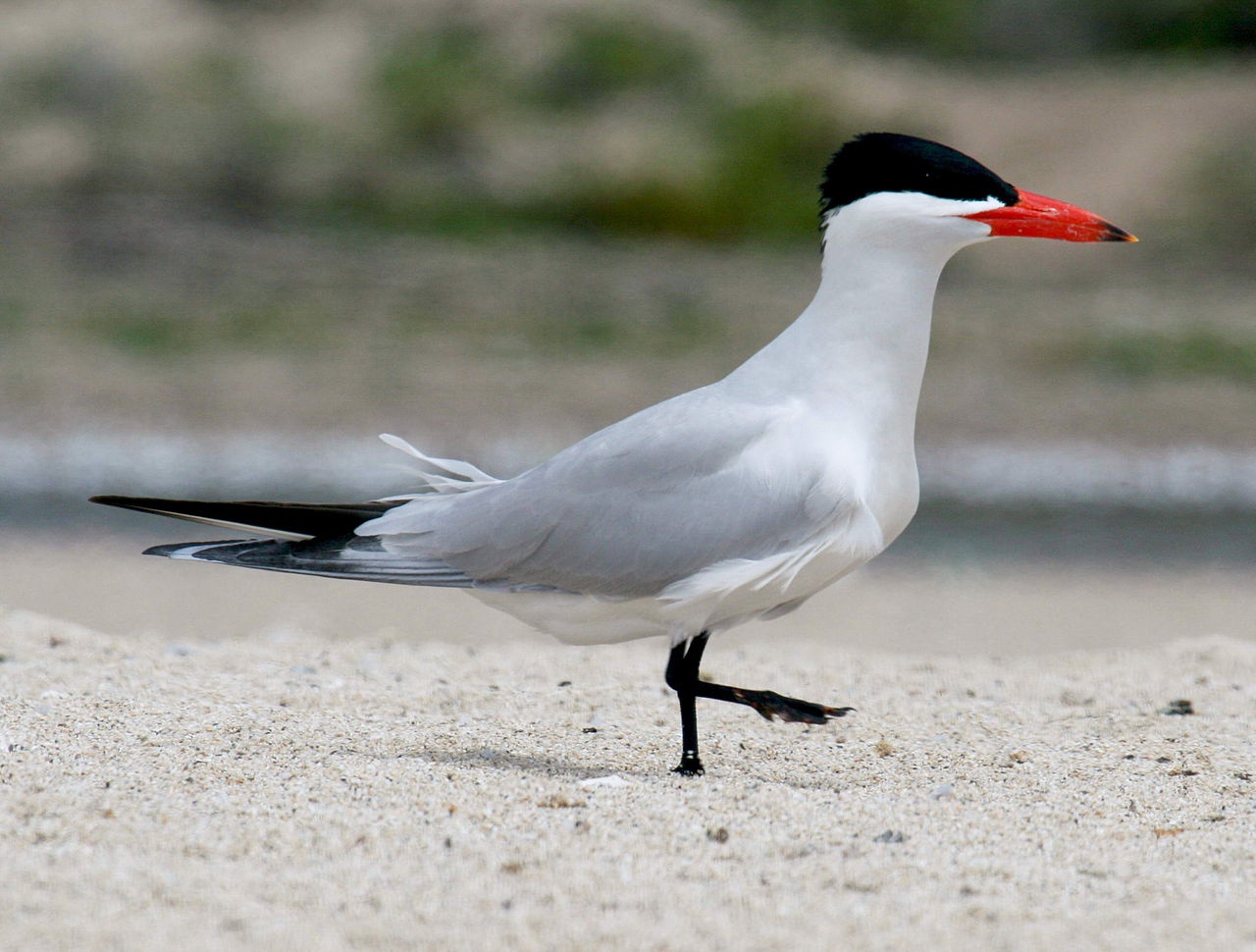 Sterne Caspienne - Hydroprogne caspia - <a href='https://commons.wikimedia.org/wiki/File:Caspian_Tern_(Hydroprogne_caspia)_RWD.jpg' title='via Wikimedia Commons'>Dick Daniels (http://carolinabirds.org/)</a> / <a href='https://creativecommons.org/licenses/by-sa/3.0'>CC BY-SA</a> - BioObs