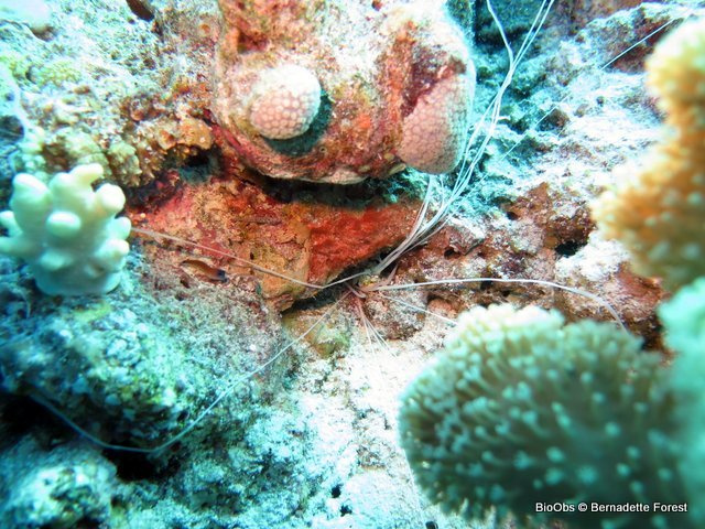 Térebelle méduse - Loimia medusa - Bernadette Forest - BioObs