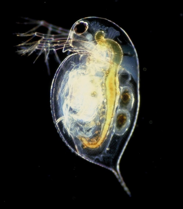 Daphnie - Daphnia sp. - <a href='https://commons.wikimedia.org/wiki/File:Daphnia_pulex.png' title='via Wikimedia Commons'> Paul Hebert</a> / <a href='https://creativecommons.org/licenses/by/2.5'>CC BY</a> - BioObs