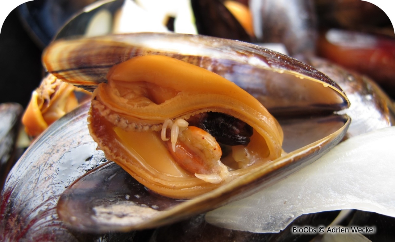 Pinnothère des moules - Pinnotheres pisum - Adrien Weckel - BioObs