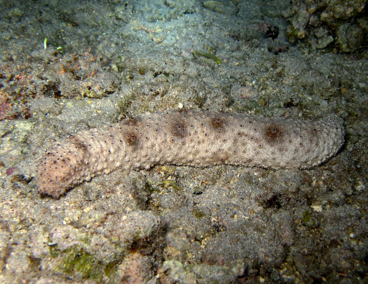 Holothurie cendre brune - Holothuria (Stauropora) fuscocinerea - <a href='https://commons.wikimedia.org/wiki/File:Holothuria_fuscocinerea.jpg' title='via Wikimedia Commons'>Philippe Bourjon</a> / <a href='https://creativecommons.org/licenses/by-sa/3.0'>CC BY-SA</a> - BioObs