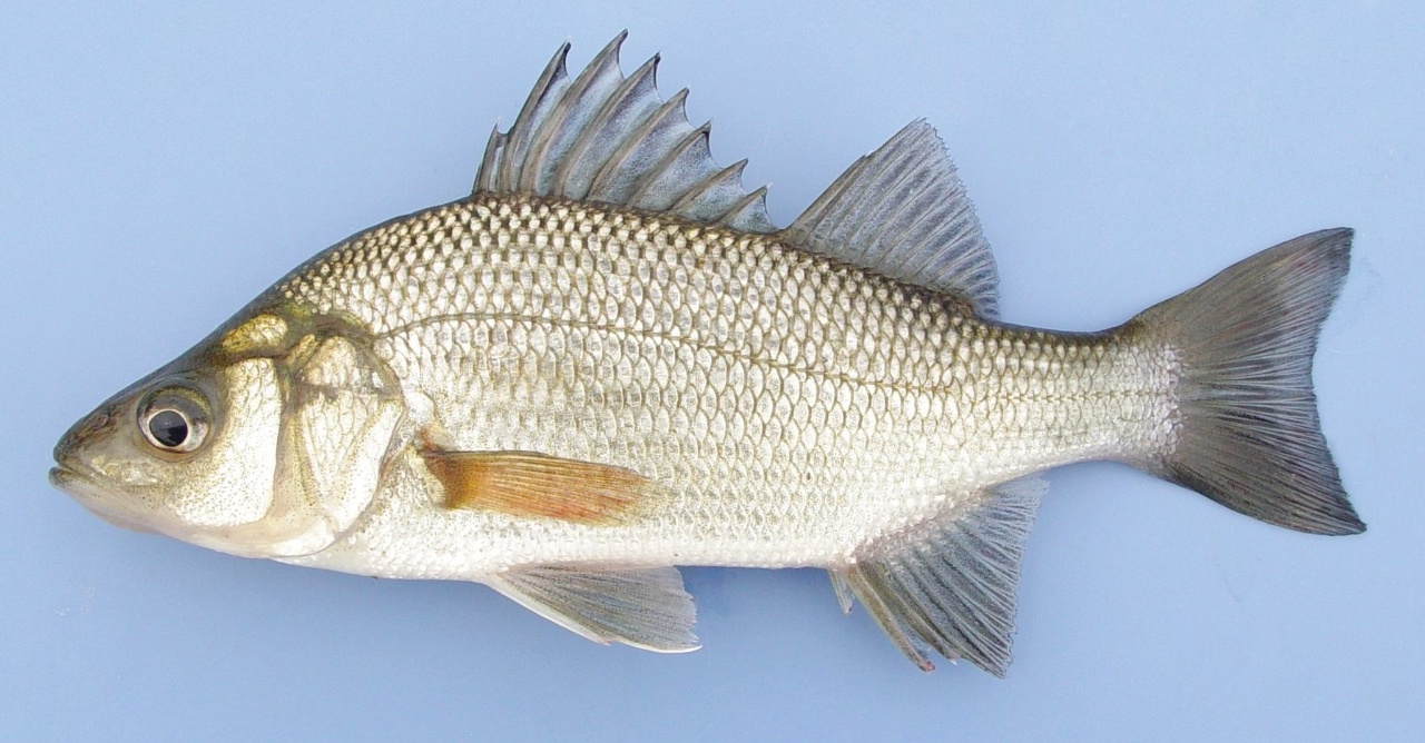 Baret - Morone americana - <a href=' https://www.inaturalist.org/photos/30784164 '>uconnbirdfish</a>, <a href=' https://creativecommons.org/licenses/by-nc-nd/4.0/  '>CC BY-NC-ND 4.0</a>, via iNaturalist - BioObs