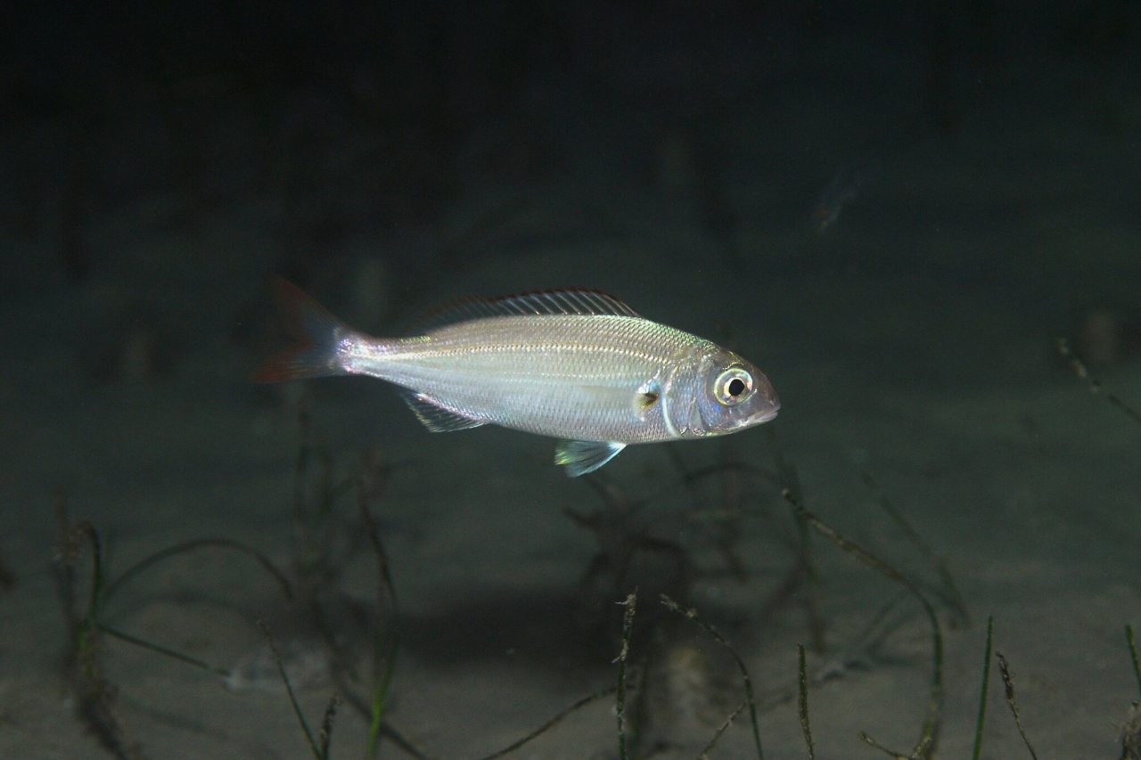 Pageot acarné - Pagellus acarne - <a href=' https://www.inaturalist.org/photos/451815431 '>Remy DUBAS</a>, <a href='  https://creativecommons.org/licenses/by-nc/4.0/ '>CC BY-NC 4.0</a>, via iNaturalist - BioObs