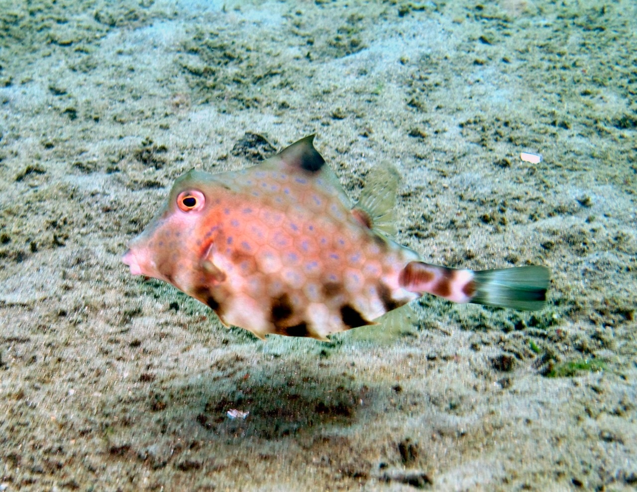 Poisson-coffre à bosse - Tetrosomus gibbosus - <a href=' https://www.inaturalist.org/photos/468838487 '>Gaell Mainguy</a>, <a href=' https://creativecommons.org/licenses/by-nc-nd/4.0/  '>CC BY-NC-ND 4.0</a>, via iNaturalist - BioObs