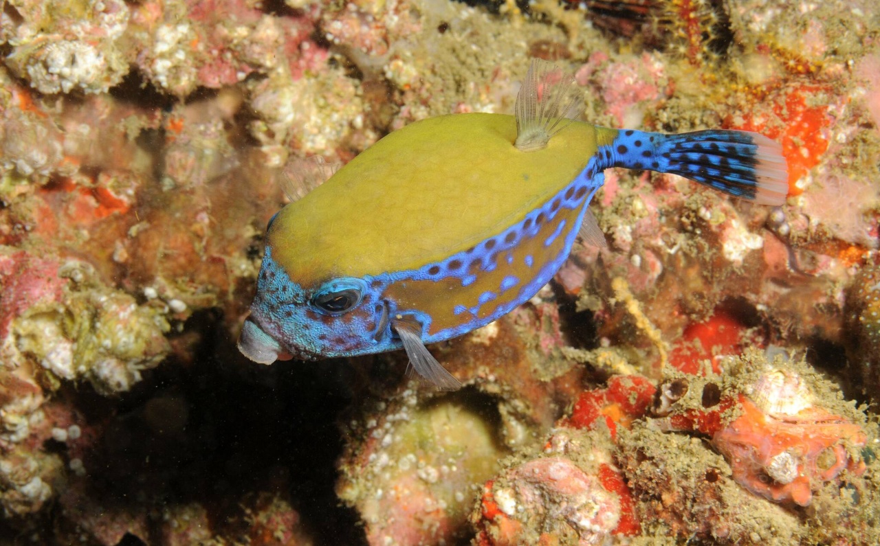 Poisson-coffre à points bleus - Ostracion cyanurus - <a href=' https://www.inaturalist.org/photos/261837525 '>Thomas Menut</a>, <a href=' https://creativecommons.org/licenses/by-nc/4.0/  '>CC BY-NC 4.0</a>, via iNaturalist - BioObs