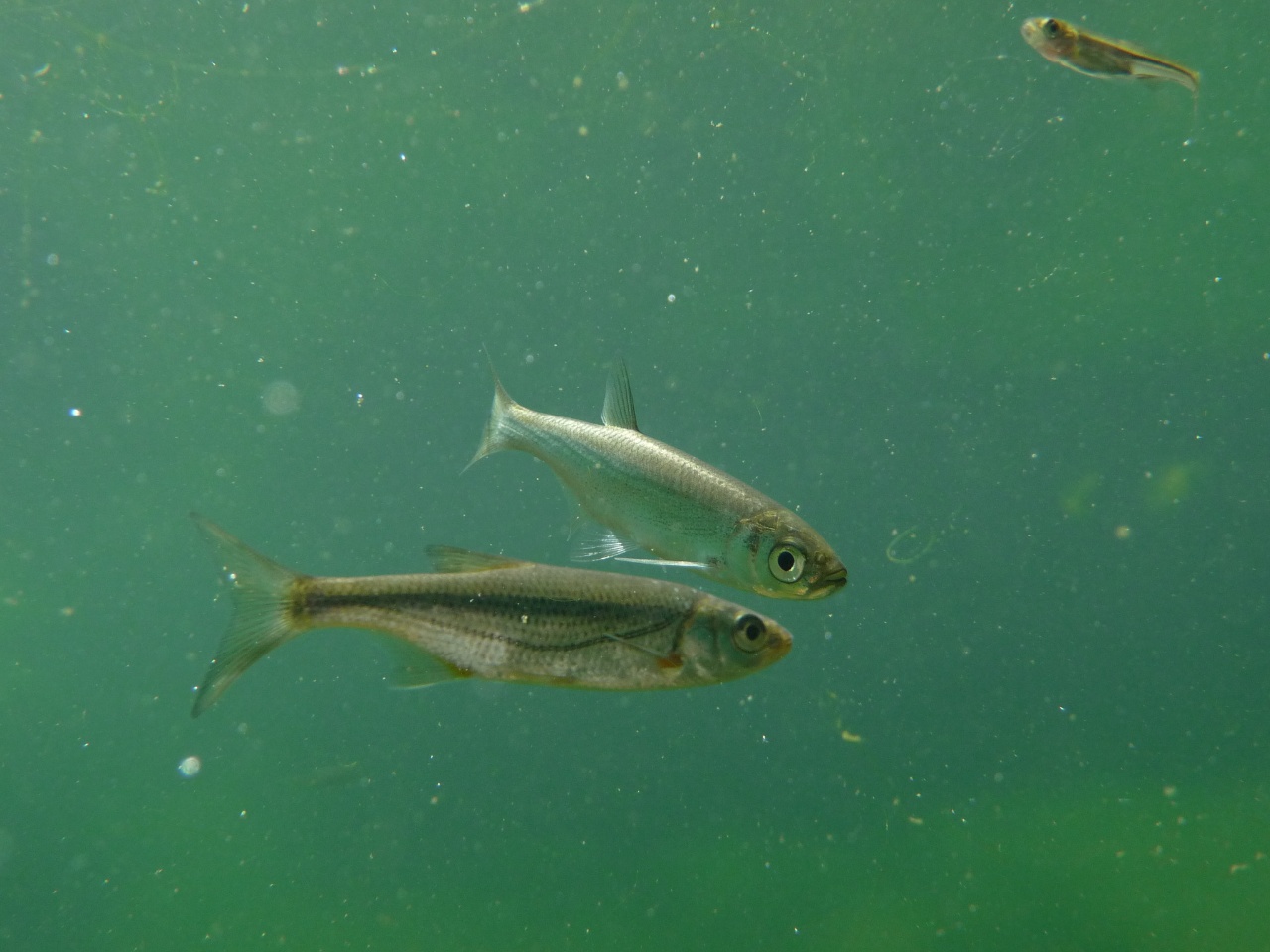 Ablette - Alburnus alburnus - <a href=' https://www.inaturalist.org/photos/410796276 '>Hubert Lagrange</a>, <a href='  https://creativecommons.org/licenses/by-nc/4.0/ '>CC BY-NC 4.0</a>, via iNaturalist - BioObs