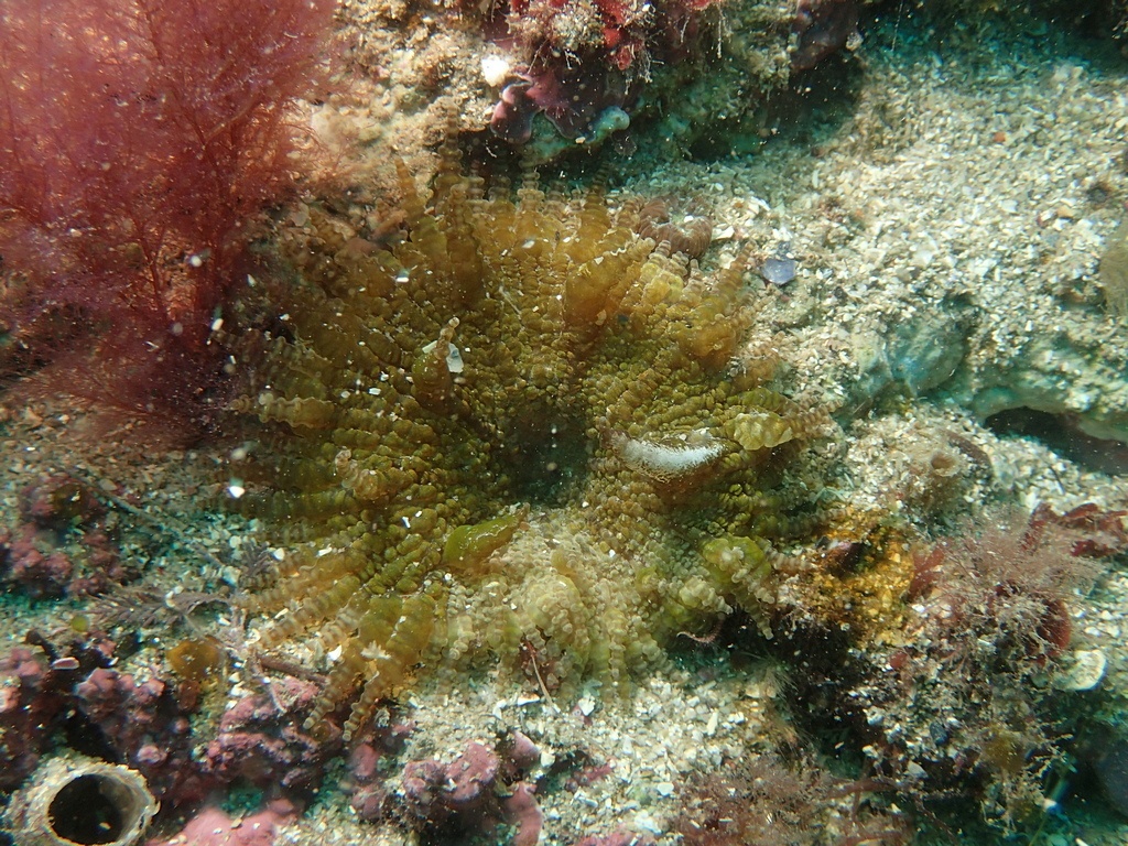 Anémone-nénuphar - Phymanthus pulcher - <a href=' https://www.inaturalist.org/photos/29549688 '>François Roche</a>, <a href='  https://creativecommons.org/licenses/by-nc/4.0/ '>CC BY-NC 4.0</a>, via iNaturalist - BioObs