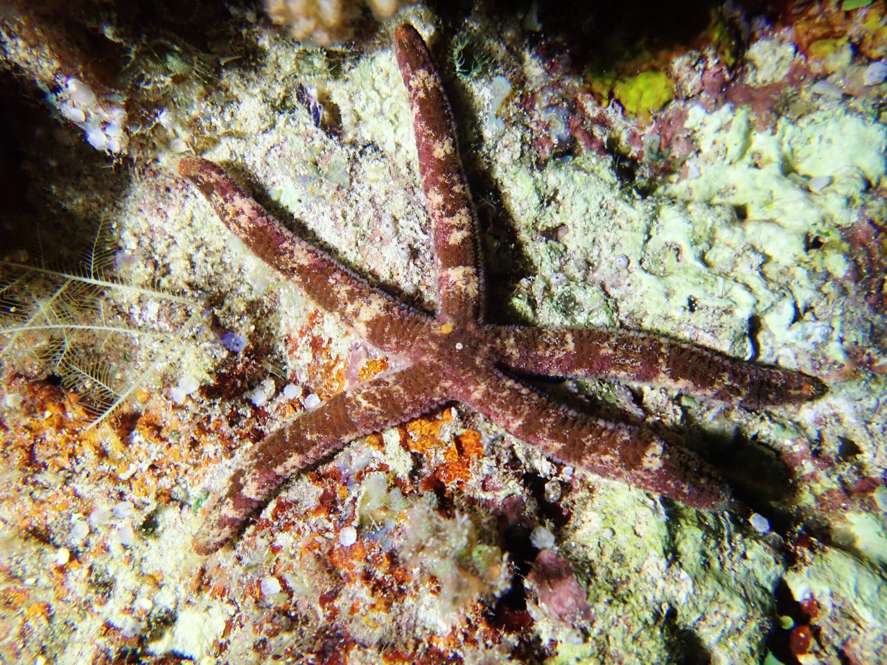 Etoile de mer d'Hemprich - Ophidiaster hemprichi - <a href=' https://www.inaturalist.org/photos/566992240 '>Frédéric Ducarme</a>, <a href='  https://creativecommons.org/licenses/by-nc-nd/4.0/ '>CC BY-NC-ND 4.0</a>, via iNaturalist - BioObs