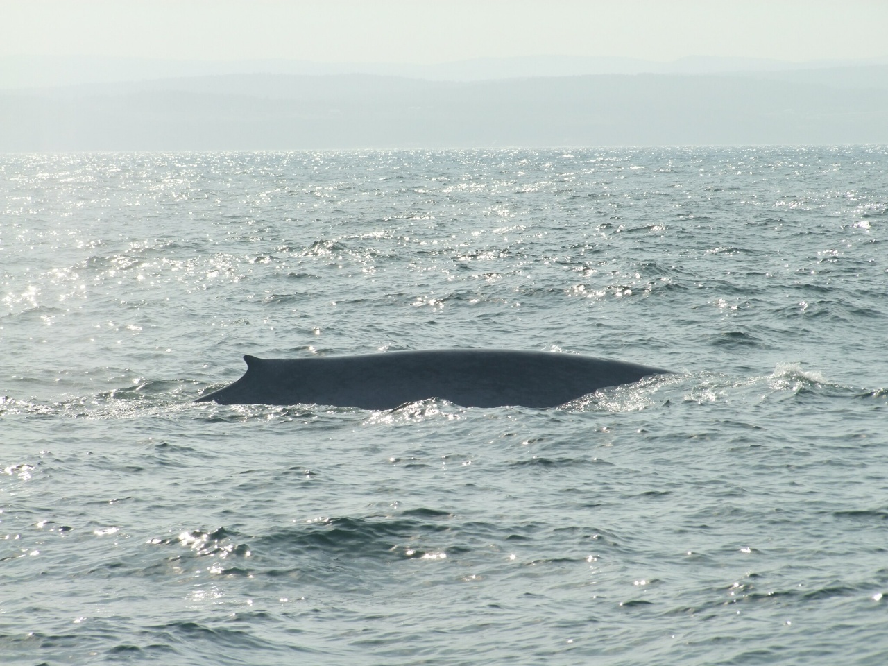 Baleine bleue - Balaenoptera musculus - <a href=' https://www.inaturalist.org/photos/347329637 '>ladesbordes</a>, <a href='  https://creativecommons.org/licenses/by-nc/4.0/ '>CC BY-NC 4.0</a>, via iNaturalist - BioObs