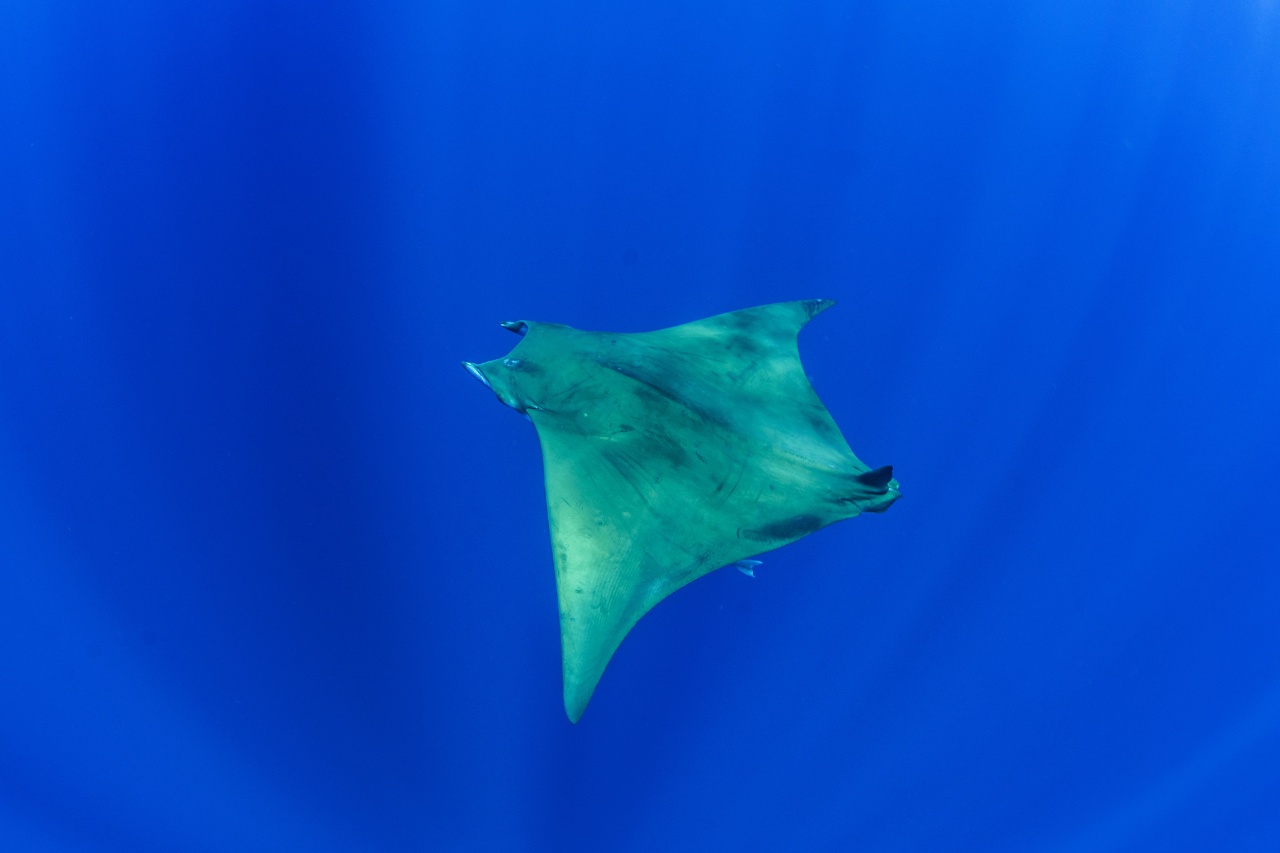 Manta diable - Mobula tarapacana - <a href=' https://www.inaturalist.org/photos/132259179 '>Simon Pierce</a>, <a href=' https://creativecommons.org/licenses/by-nc/4.0/ '>CC BY-NC 4.0</a>, via iNaturalist - BioObs