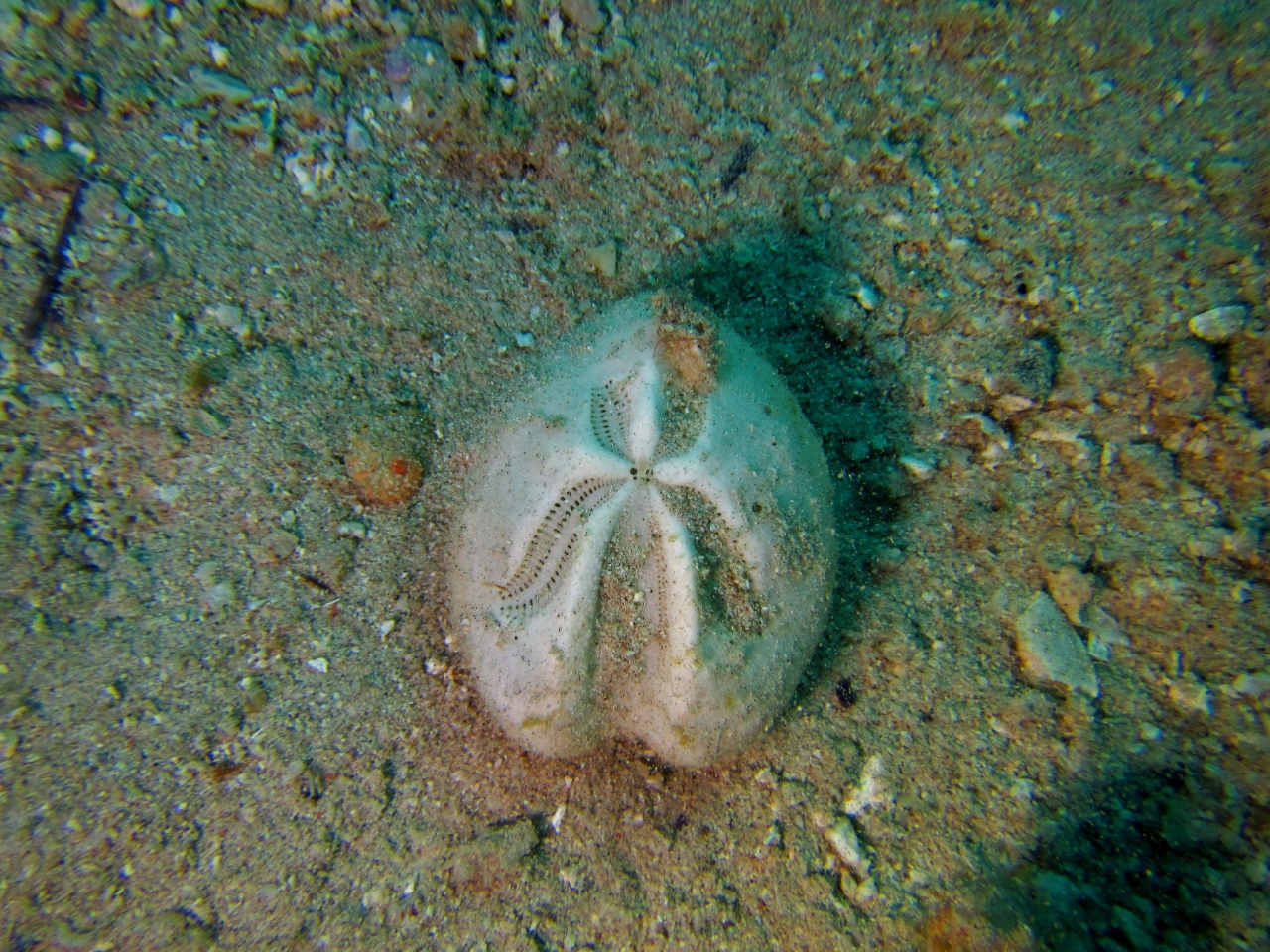 Oursin fendu - Schizaster lacunosus - <a href=' https://www.inaturalist.org/photos/18030047 '>Frédéric Ducarme</a>, <a href=' https://creativecommons.org/licenses/by-nc-nd/4.0/  '>CC BY-NC-ND 4.0</a>, via iNaturalist - BioObs