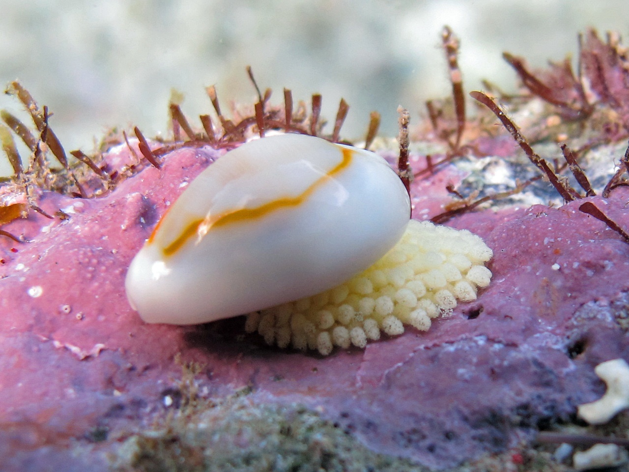 Porcelaine anneau d'or - Monetaria annulus - <a href=' https://www.inaturalist.org/photos/550286707 '>setsof</a>, <a href=' https://creativecommons.org/licenses/by-nc/4.0/ '>CC BY-NC 4.0</a>, via iNaturalist - BioObs