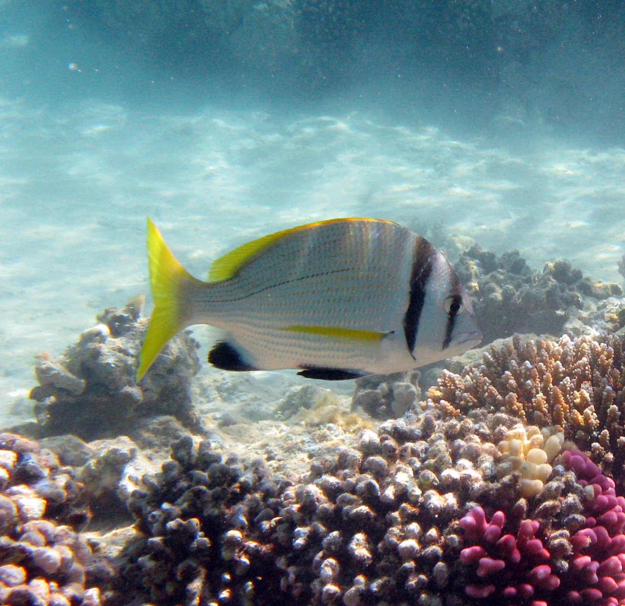 Pagre à deux bandes - Acanthopagrus bifasciatus - <a href=' https://www.inaturalist.org/photos/395794940 '>Mikhail V. Chemeris</a>, <a href=' https://creativecommons.org/licenses/by-nc/4.0/  '>CC BY-NC 4.0</a>, via iNaturalist - BioObs