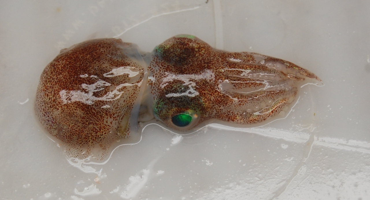 Sépiole calamarette - Semirossia tenera - <a href='  https://www.inaturalist.org/photos/27667989 '>Joe Kunkel</a>, <a href='  https://creativecommons.org/licenses/by-nc/4.0/ '>CC BY-NC 4.0</a>, via iNaturalist - BioObs