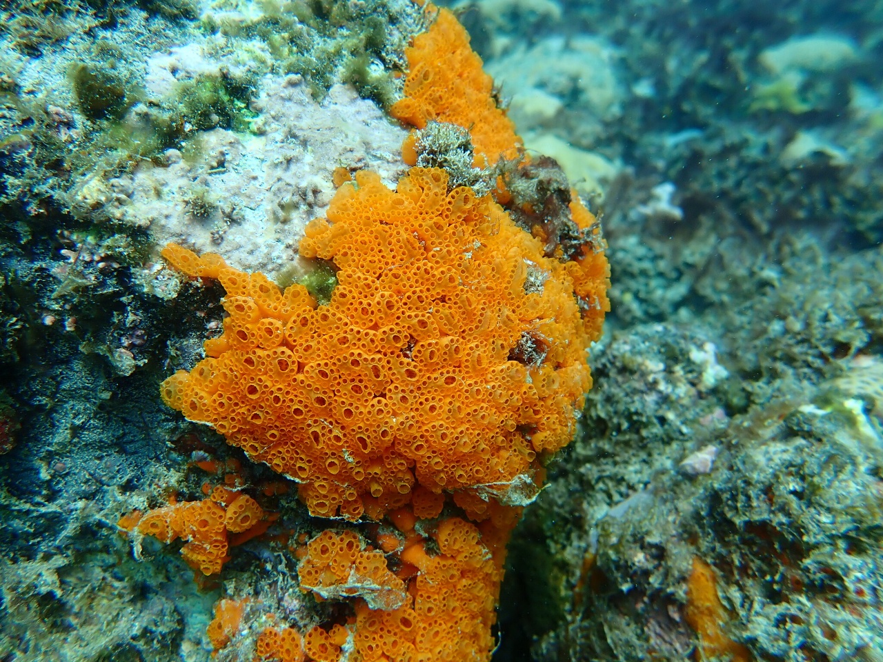 Ascidie corolle - Distaplia corolla - <a href='  https://www.inaturalist.org/photos/555048812 '>Laginha Gui</a>, <a href=' https://creativecommons.org/licenses/by-nc/4.0/ '>CC BY-NC 4.0</a>, via iNaturalist - BioObs