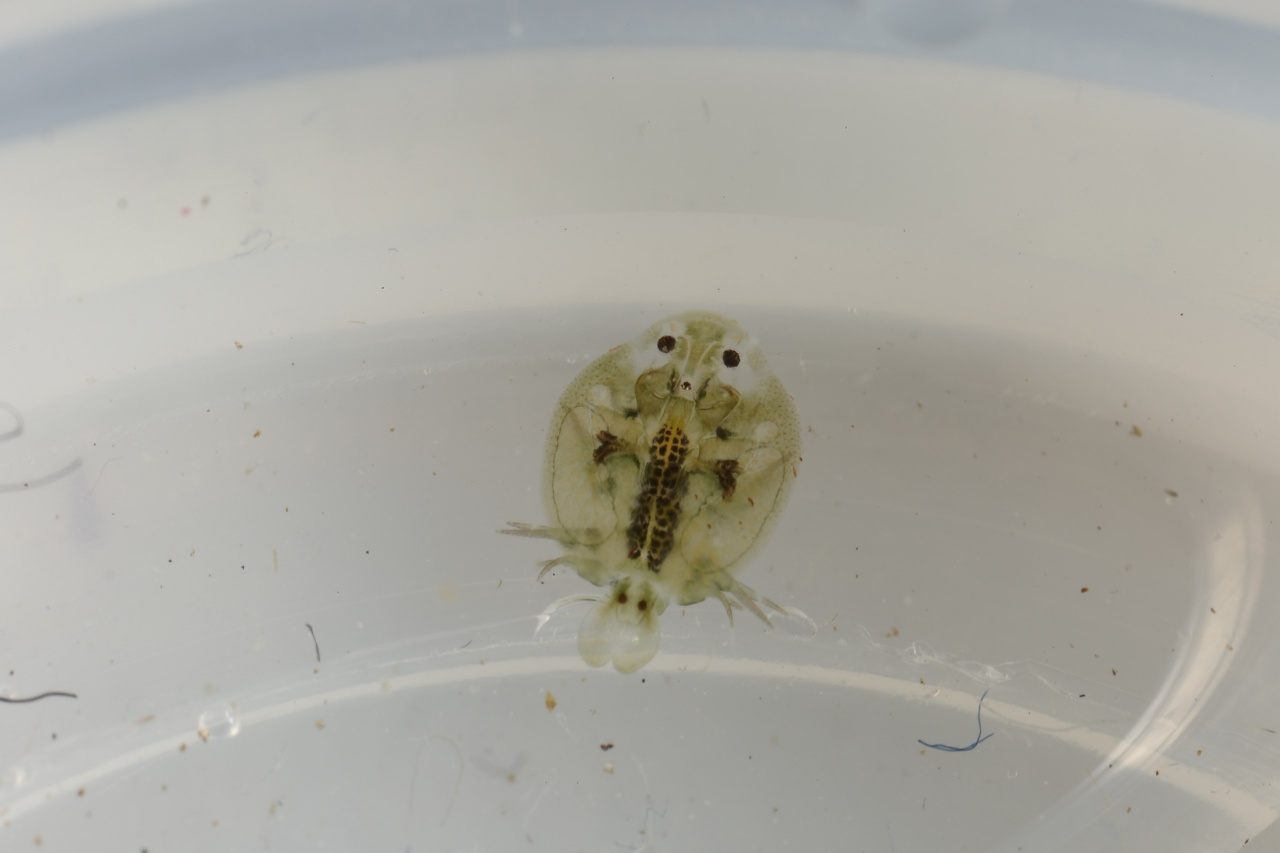 Pou de rivière - Argulus foliaceus - <a href='https://commons.wikimedia.org/wiki/File:Argulus_foliaceus_(27618812604).jpg'>Donald Hobern from Copenhagen, Denmark</a>, <a href='https://creativecommons.org/licenses/by/2.0'>CC BY 2.0</a>, via Wikimedia Commons - BioObs