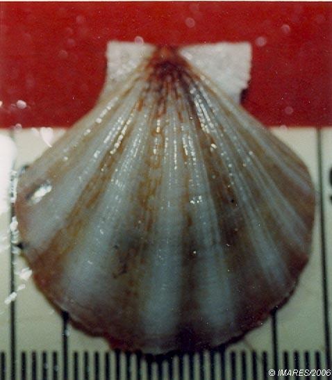 Coquille St Jacques à 7 rayons - Pseudamussium peslutrae - <a href=' https://www.marinespecies.org/aphia.php?p=image&pic=1996&tid=153001 '>IMARES</a>, <a href=' https://creativecommons.org/licenses/by-nc-sa/4.0/  '>CC BY-NC-SA 4.0</a>, via Worms - BioObs