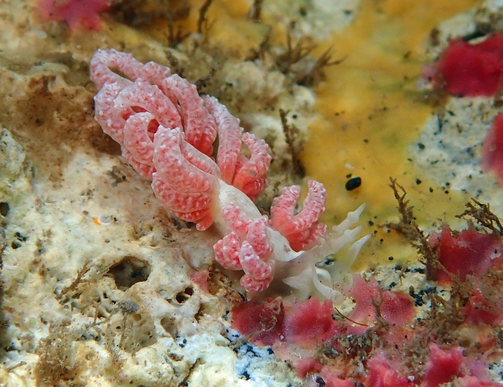 Fovorinus japonisant - Favorinus japonicus - <a href=' https://www.inaturalist.org/photos/539733059 '>setsof</a>, <a href='  https://creativecommons.org/licenses/by-nc/4.0/ '>CC BY-NC 4.0</a>, via iNaturalist - BioObs