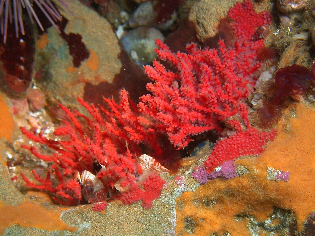 Psammogorgia (genre) - Psammogorgia sp - <a href=' https://www.inaturalist.org/photos/420409600 '>yuhooker</a>, <a href=' https://creativecommons.org/licenses/by-nc/4.0/ '>CC BY-NC 4.0</a>, via iNaturalist - BioObs