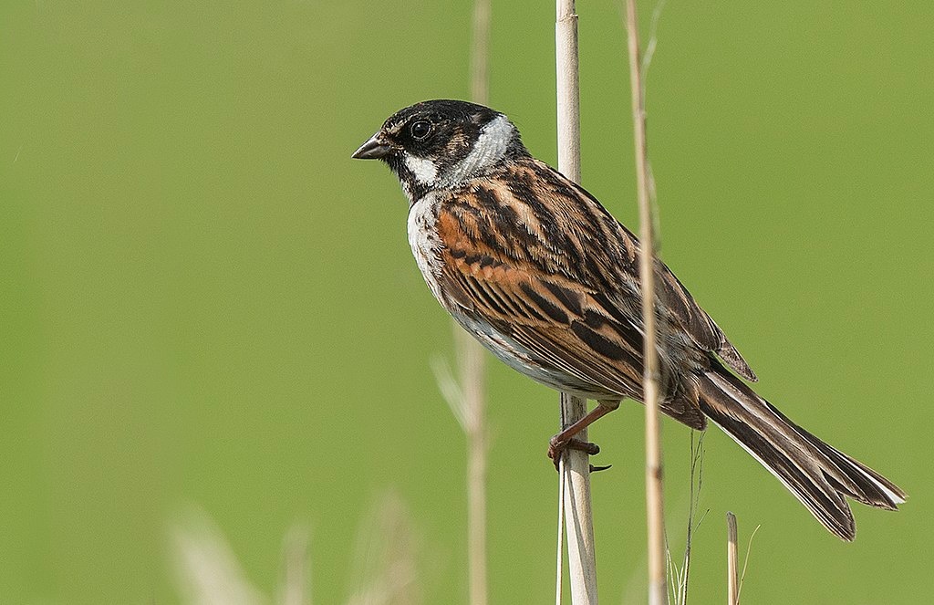 Bruant des roseaux - Emberiza schoeniclus - Jimmy Edmonds, CC BY-SA 2.0 <https://creativecommons.org/licenses/by-sa/2.0>, via Wikimedia Commons - BioObs