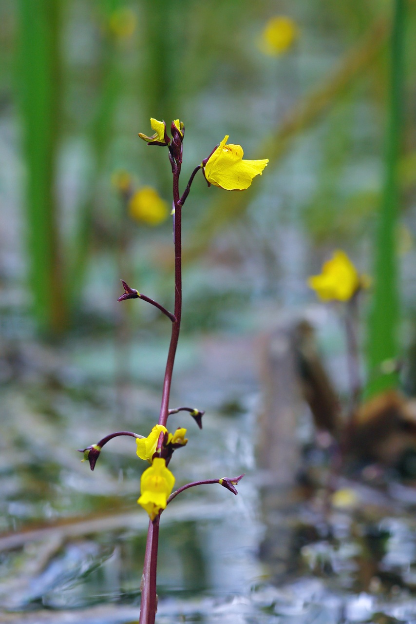 Utriculaire vulgaire - Utricularia vulgaris - <a href='https://commons.wikimedia.org/wiki/File:UtriculariaVulgarisFlowering.jpg'>Christian Fischer</a>, <a href='https://creativecommons.org/licenses/by-sa/3.0'>CC BY-SA 3.0</a>, via Wikimedia Commons - BioObs