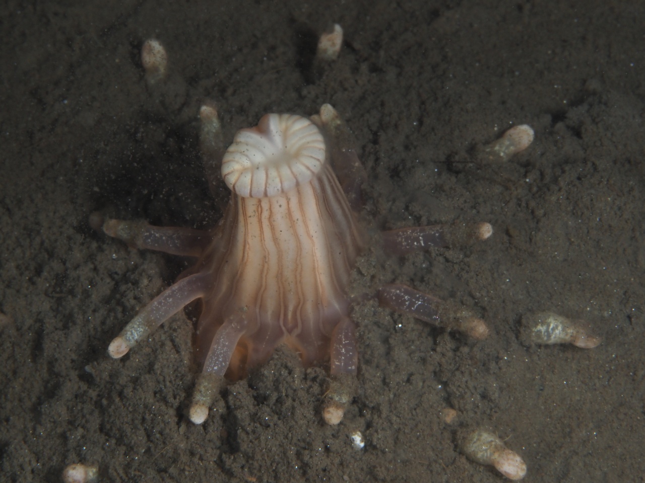 Anémone à gros doigts - Anemonactis mazeli - <a href='  https://www.inaturalist.org/photos/94209781 '>elegaer</a>, <a href=' https://creativecommons.org/licenses/by-nc/4.0/ '>CC BY-NC 4.0</a>, via iNaturalist - BioObs
