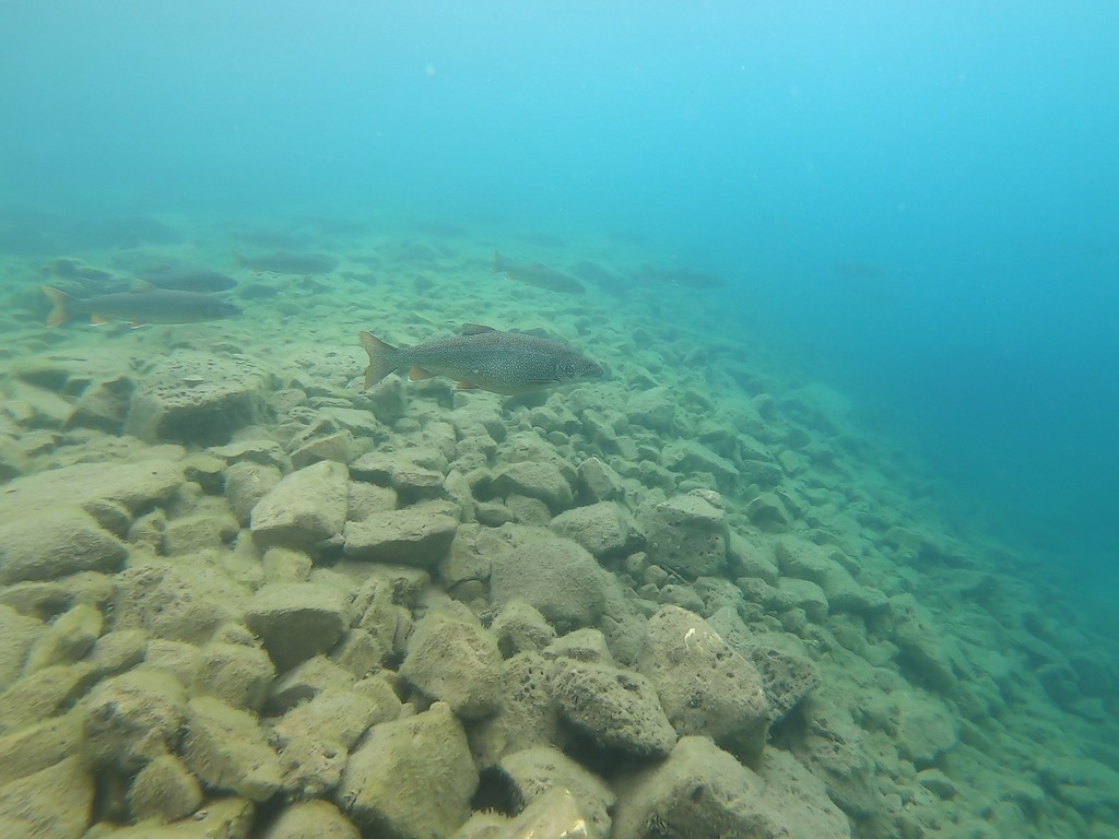 Cristivomer - Salvelinus namaycush - <a href=' https://www.inaturalist.org/photos/96371514 '>bevilacqua Alex</a>, <a href=' https://creativecommons.org/licenses/by-nc/4.0/ '>CC BY-NC 4.0</a>, via iNaturalist - BioObs