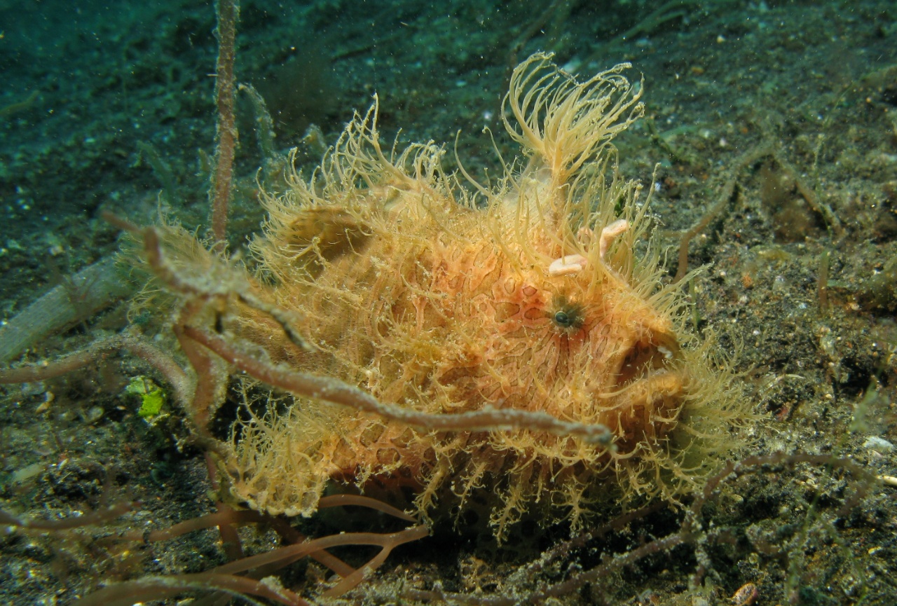 Antennaire strié - Antennarius striatus - <a href='https://commons.wikimedia.org/wiki/File:Hairy_Frogfish.jpg' title='via Wikimedia Commons'>Silke Baron from Vienna, Austria</a> / <a href='https://creativecommons.org/licenses/by/2.0'>CC BY</a> - BioObs