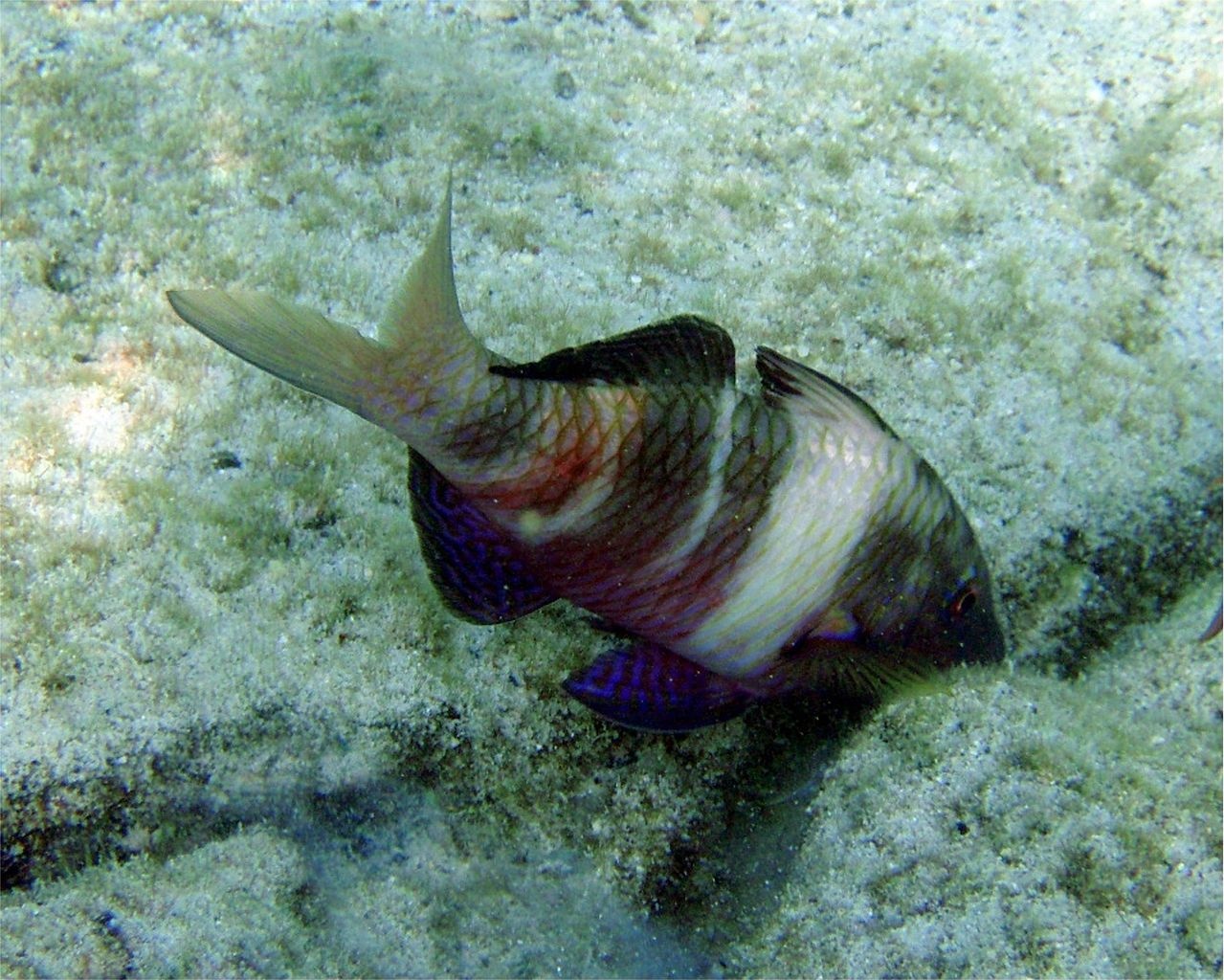 Poisson-chèvre insulaire - Parupeneus insularis - <a href='https://commons.wikimedia.org/wiki/File:Parupeneus_insularis.jpg' title='via Wikimedia Commons'>Brocken Inaglory</a> / <a href='https://creativecommons.org/licenses/by-sa/3.0'>CC BY-SA</a> - BioObs