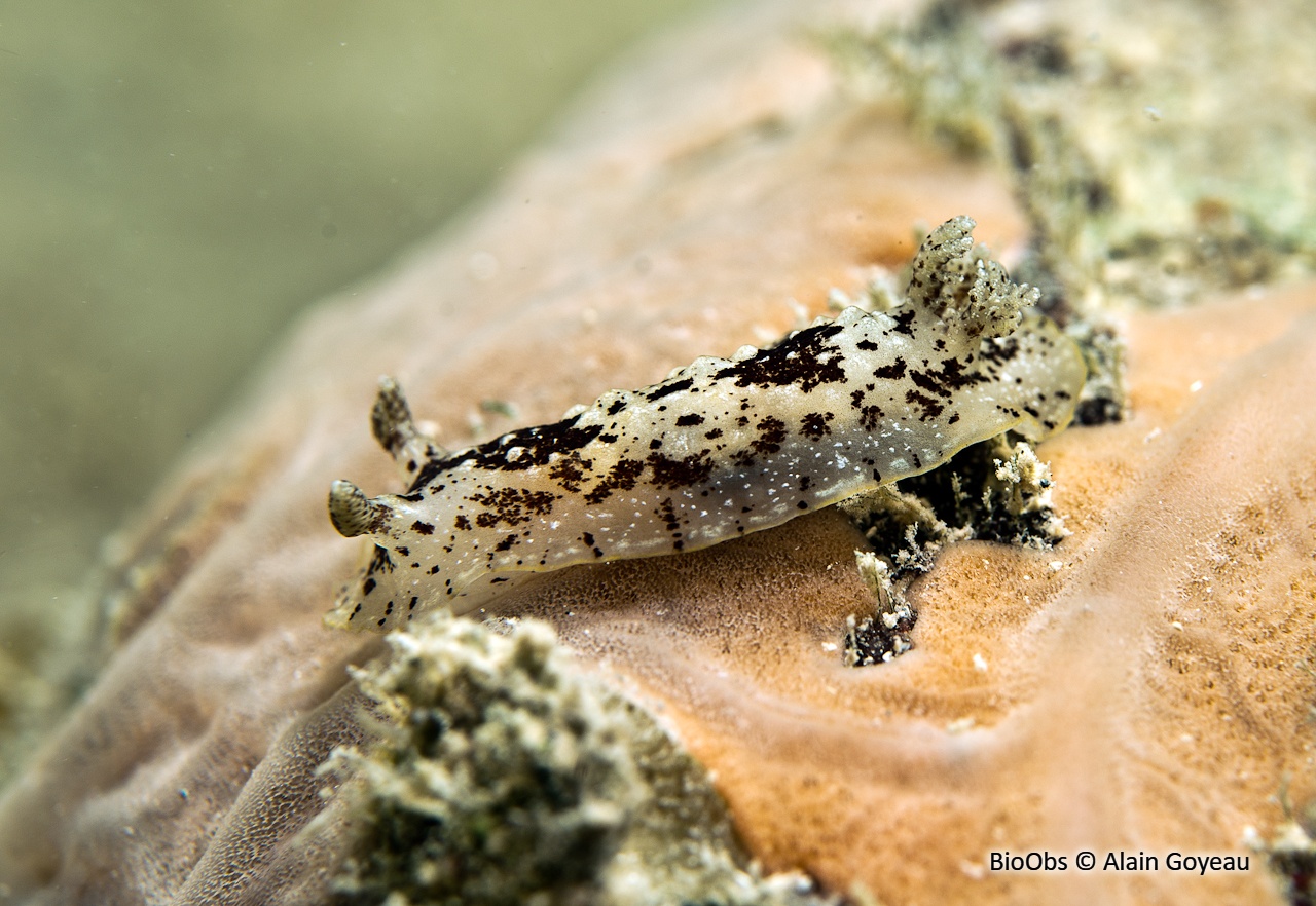 Aphelodoris des Antilles - Aphelodoris antillensis - Alain Goyeau - BioObs