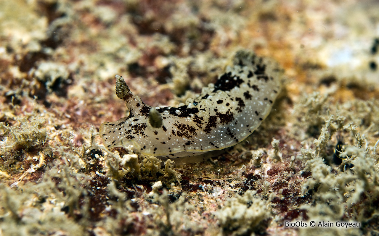 Aphelodoris des Antilles - Aphelodoris antillensis - Alain Goyeau - BioObs